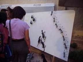 יצירות של תוושבי האזור