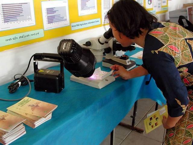 רואים זבובים