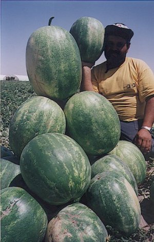 מלאו אסמינו בר.. - רם יזהר, עין חצבה