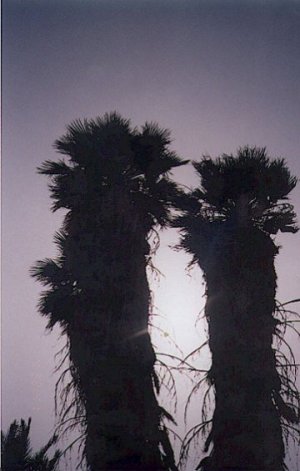 סופת חול ודקלים - רם יזהר, עין חצבה