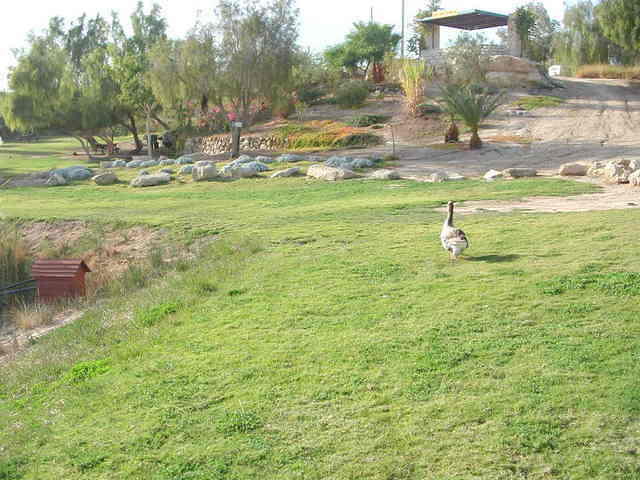האווז בממלכתו