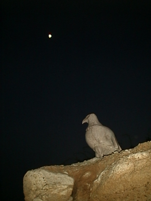 והלילה ירד על גן הפסלים...