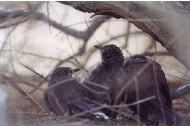 זנבנים בשמורת שיזף