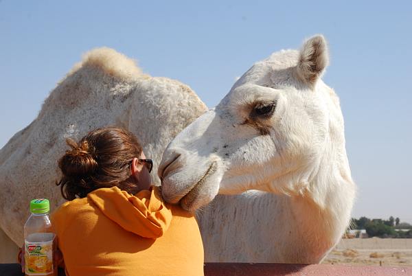 חאן דרך הבשמים