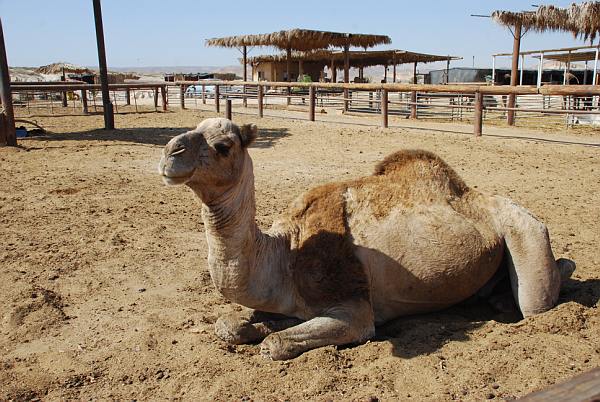 חאן דרך הבשמים