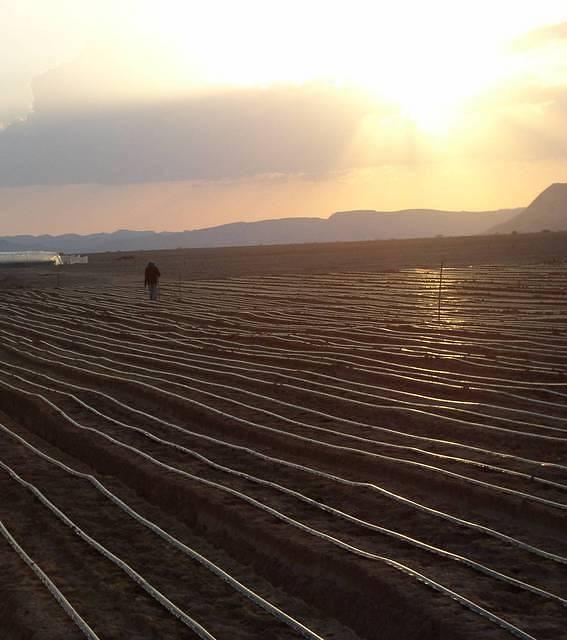 הזורעים בשקיעה