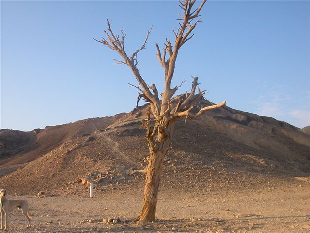 תחילת המסלול