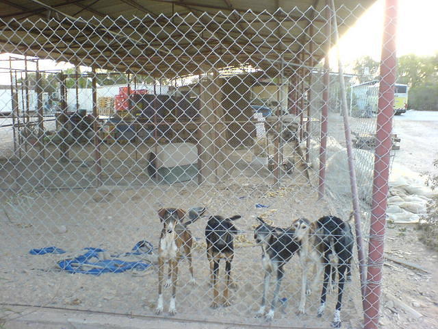 מאחורי הסורגים