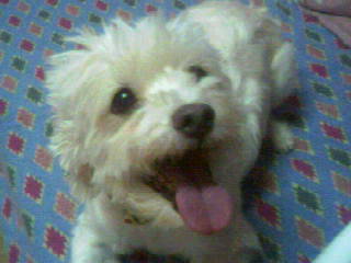 הכלב שלי
צילום: דנה מויאל