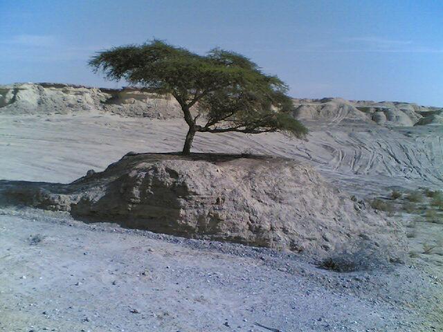 עץ בודד צילום: ג'ודית אברהם
***ציון לשבח***