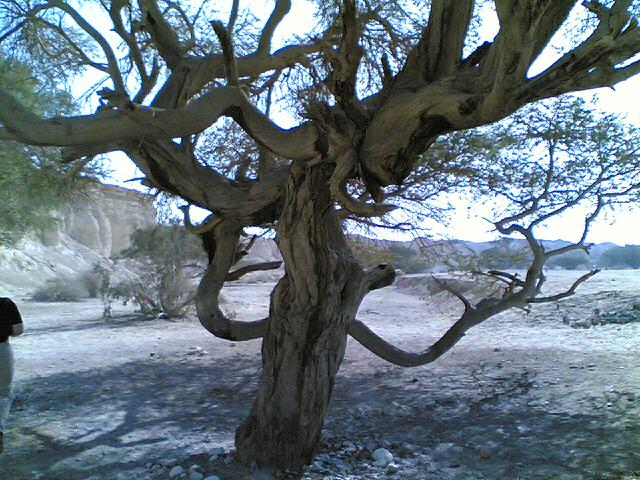 בסבך הענפים. צילום:ג'ודית אברהם