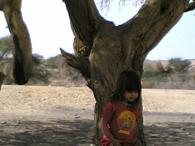 מתחת לעץ צילום: ג'ודית אברהם