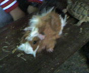 הומור: בחוות האנטילופות צילום: רון צור