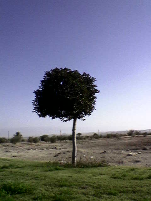 עץ בספיר צילום: סלע מלכא
** התמונה הזוכה לחודש ינואר **