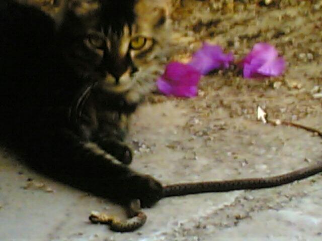 החתול ושללו צילם: גיא לב