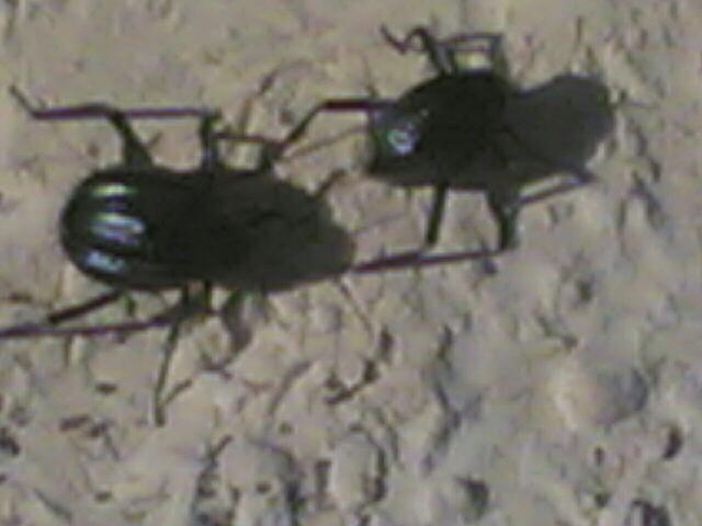 ראלי חיפושיות צילום דובי לחוביצר