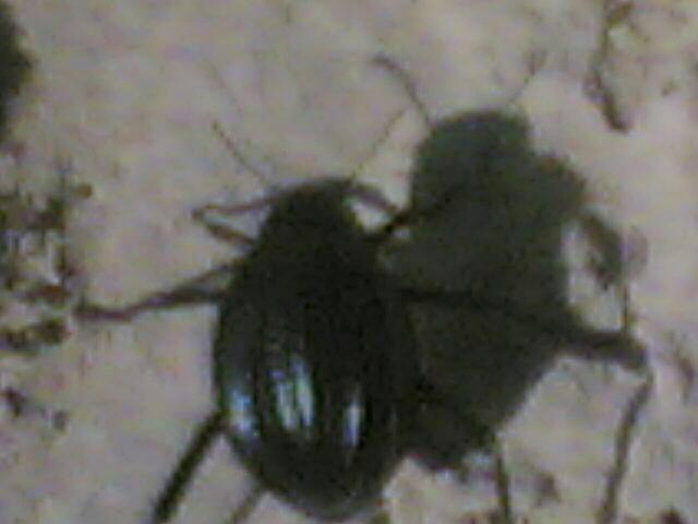 חיפושית קטנה - צל גדול צילום: דובי לחוביצר