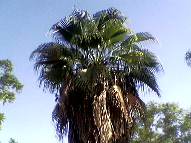 עץ תמר בספיר צילום: סלע מלכא