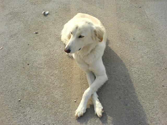 תופס שלווה צילום: גידי קליין