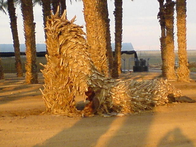 תמר שנשבר צילום: גידי קליין