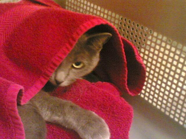 חתול במגבת צילום: צילה סלוין