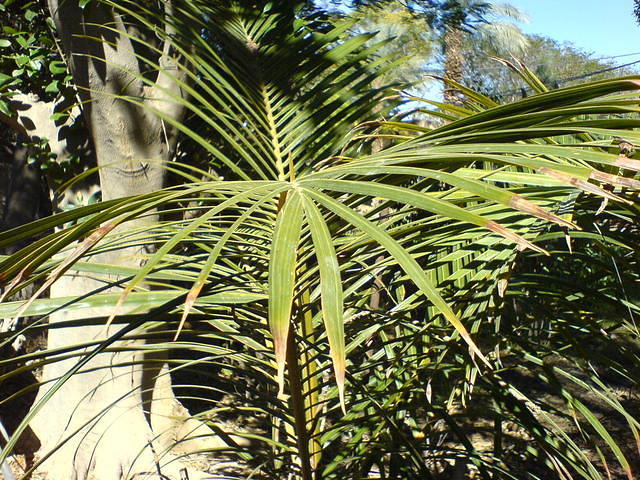 טבע דומם צילום: גידי קליין