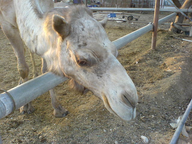 ממבט הגמל צילום: גידי קליין