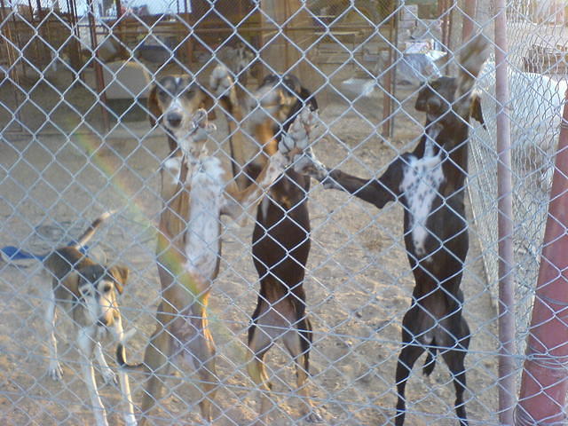 חיי כלב צילום: גידי קליין