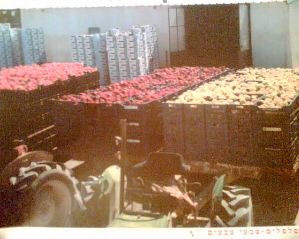 חקלאות - בחצר משפחת גלאון בפארן צילום: רביד גלאון