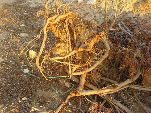 שורשים צילום: גידי קליין