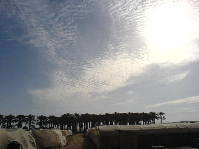 תמרים ושמיים צילום: גידי קליין