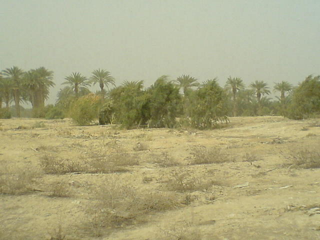 רק אני והערבה צילום: גידי קליין