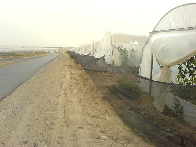 מבט לחממות צילום: גידי קליין