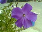פרח יפה צילום: ג'ודית אברהם