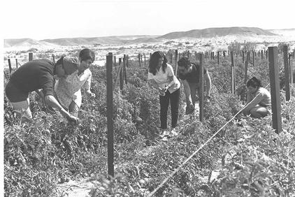 - הדלייהצופר.jpg