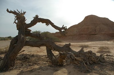 DSC_3262.JPG (88.21 KiB) נצפה 10441 פעמים DSC_3262.JPG